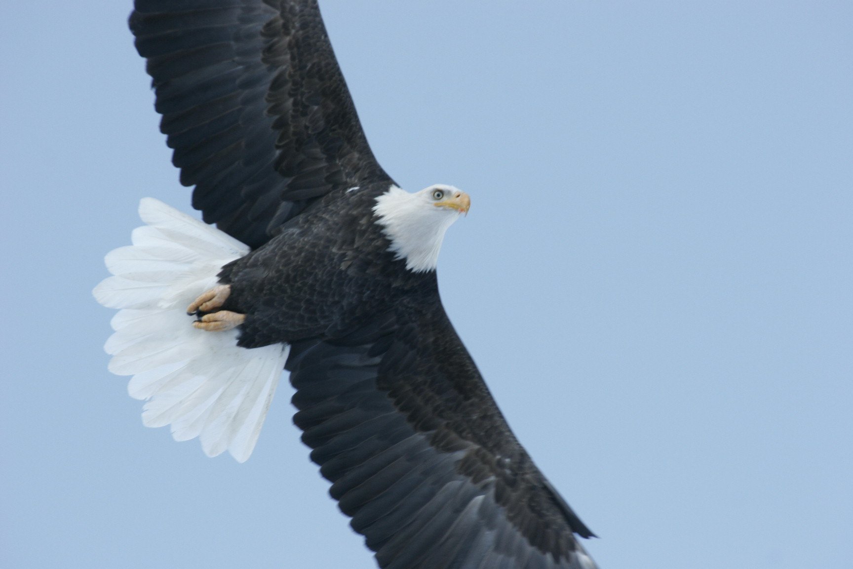Bald eagle in flight approaching