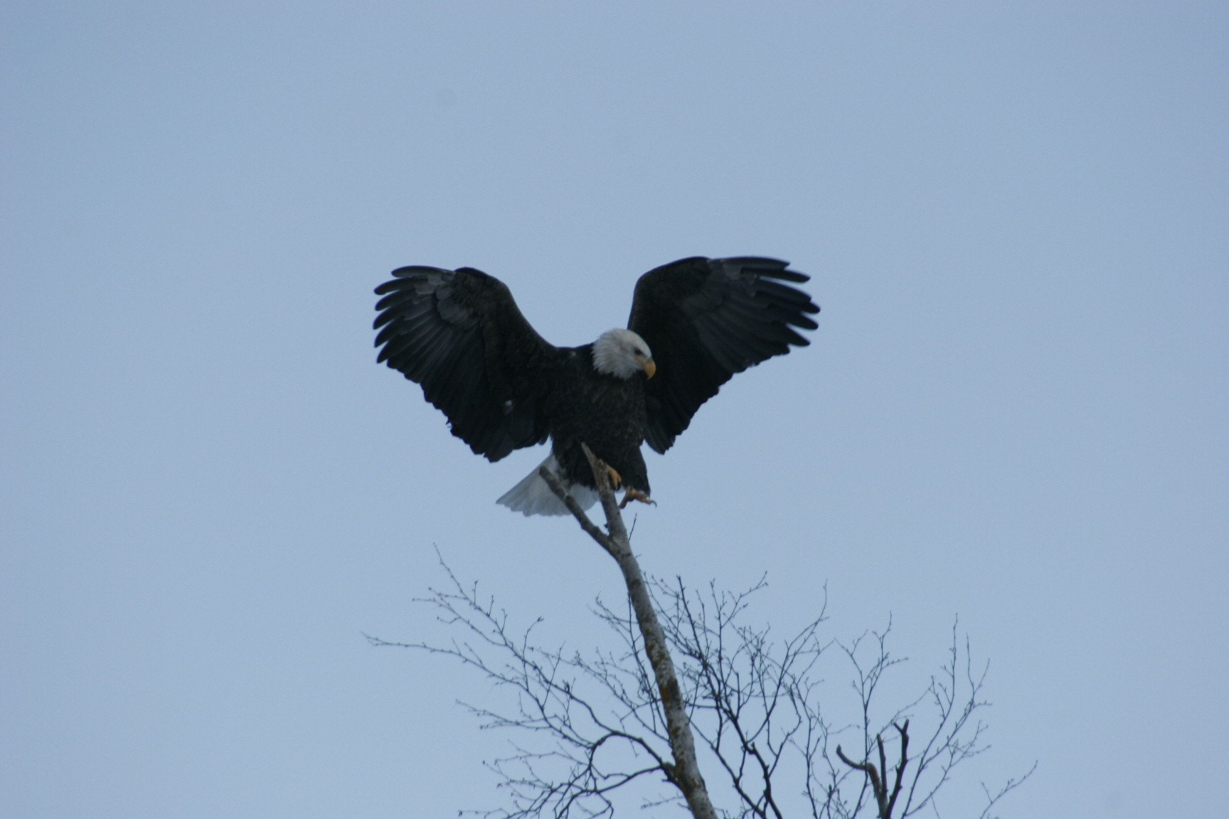 Bald eagle landing on a bare branch, wings spread