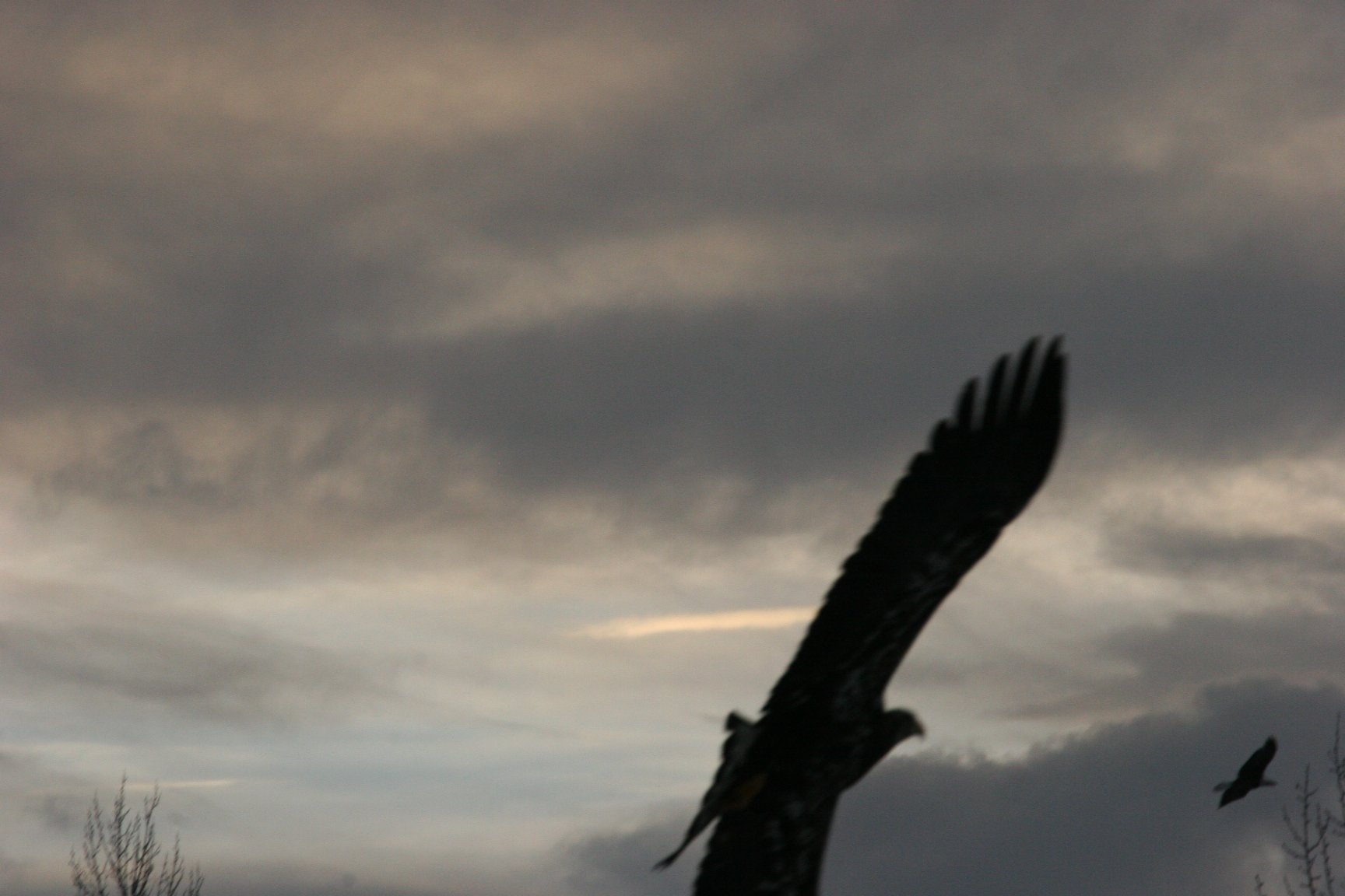 Bald eagle flying at dusk against a moody sky