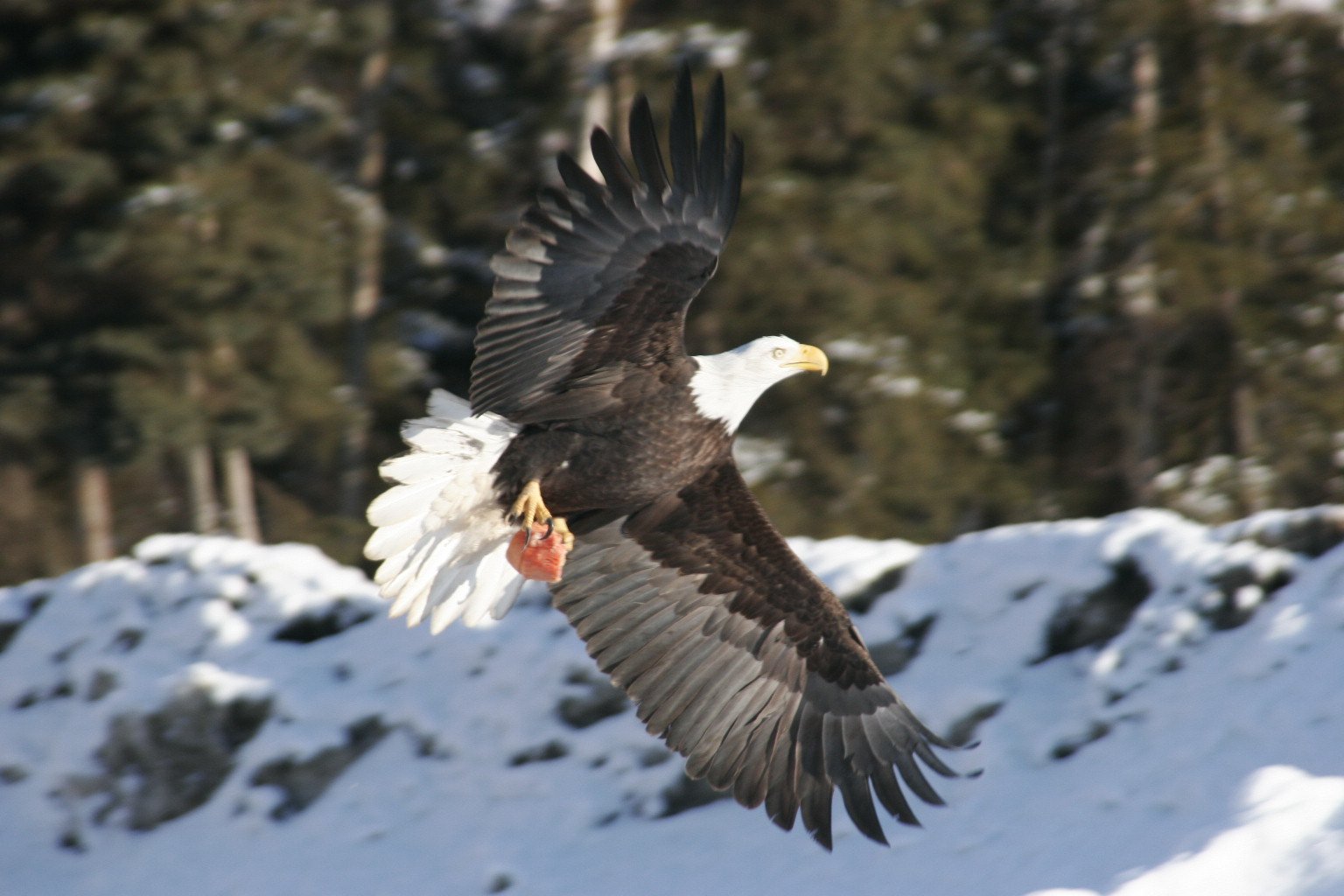 Bald eagle gripping a fish catch on Alaska river ice