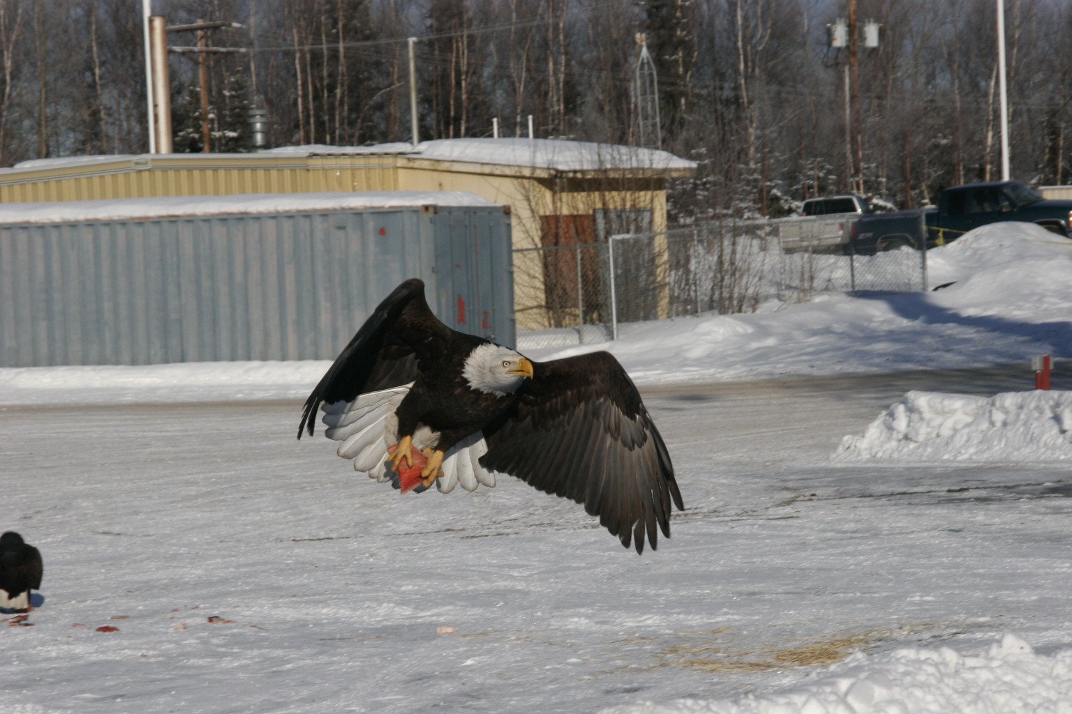 Bald eagle flying low with a fish