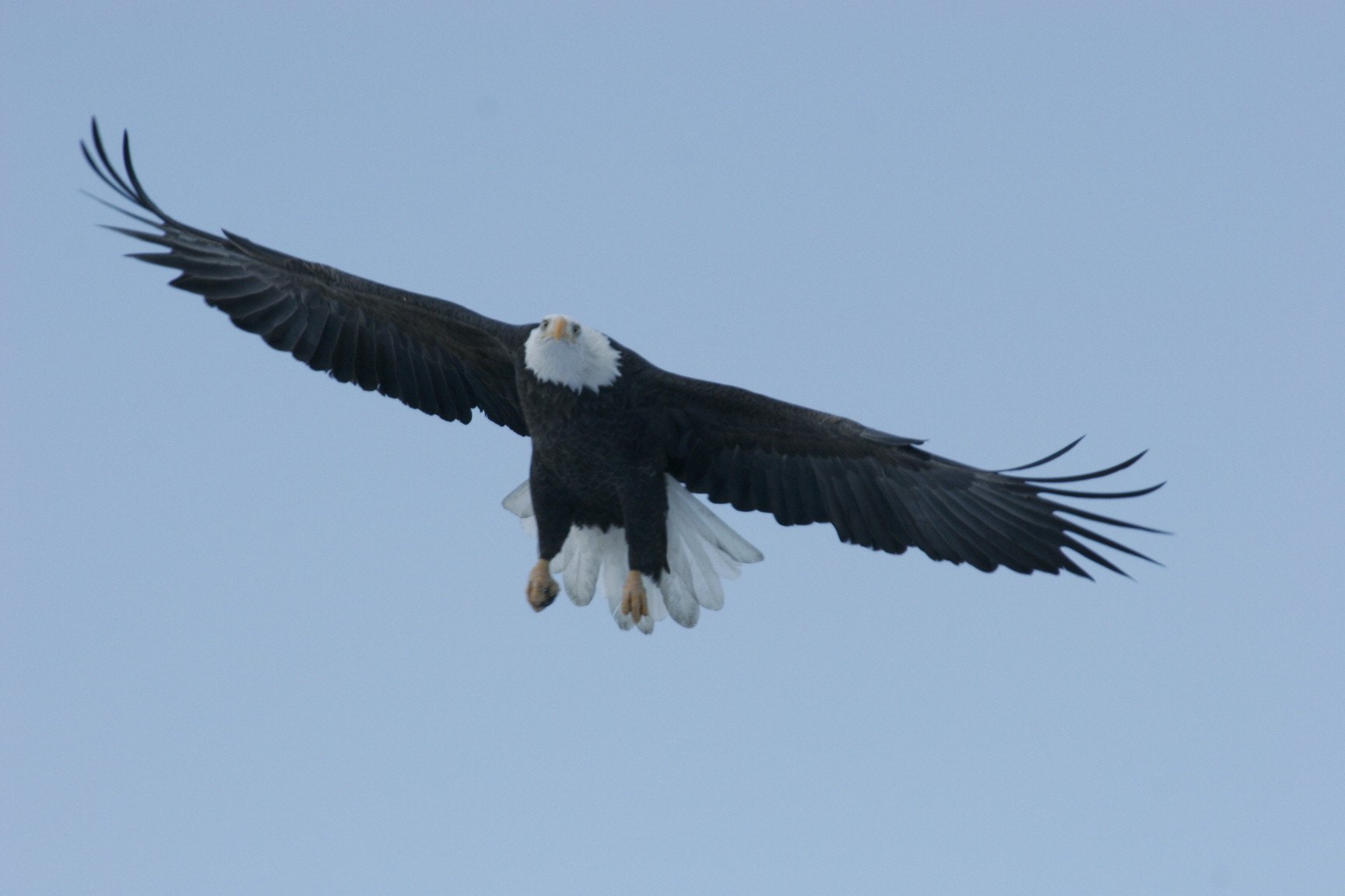 Bald eagle with full wingspan flying toward camera