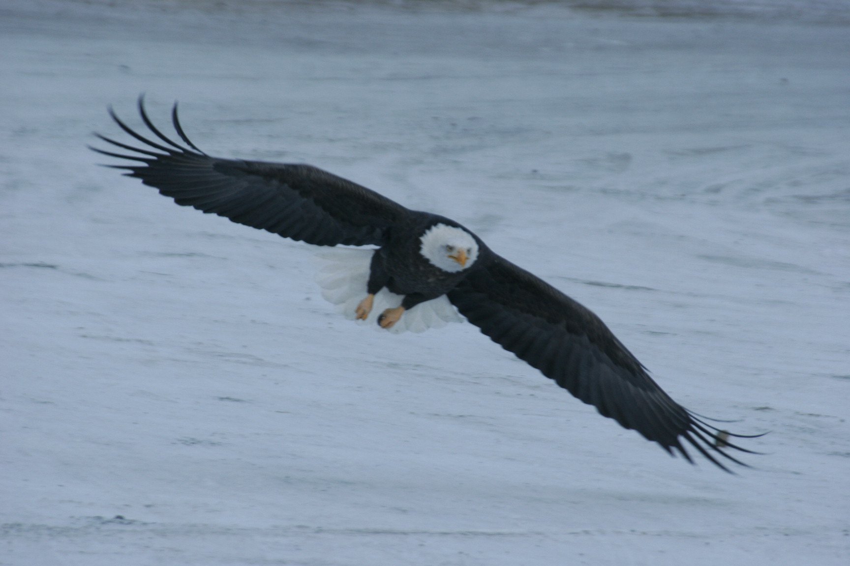 Bald eagle flying low over a snow field