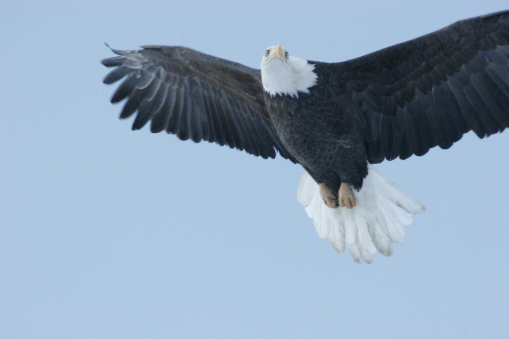 Bald eagle approaching camera, wings spread