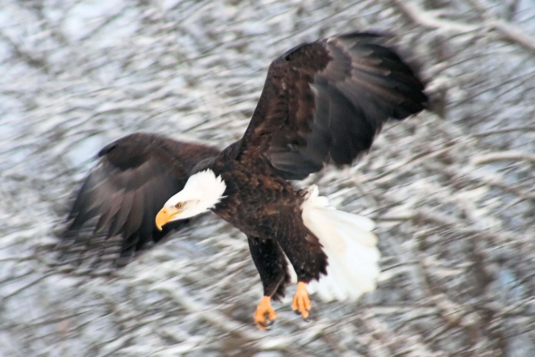 Bald eagle landing on snow among bare trees