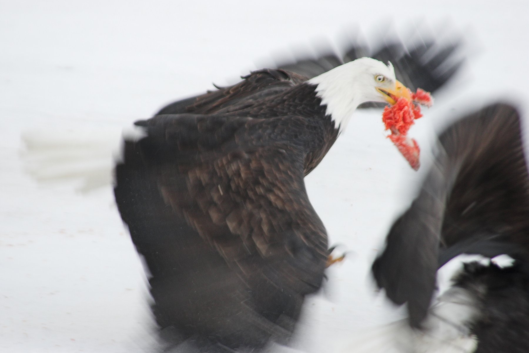 Two bald eagles facing off on snow