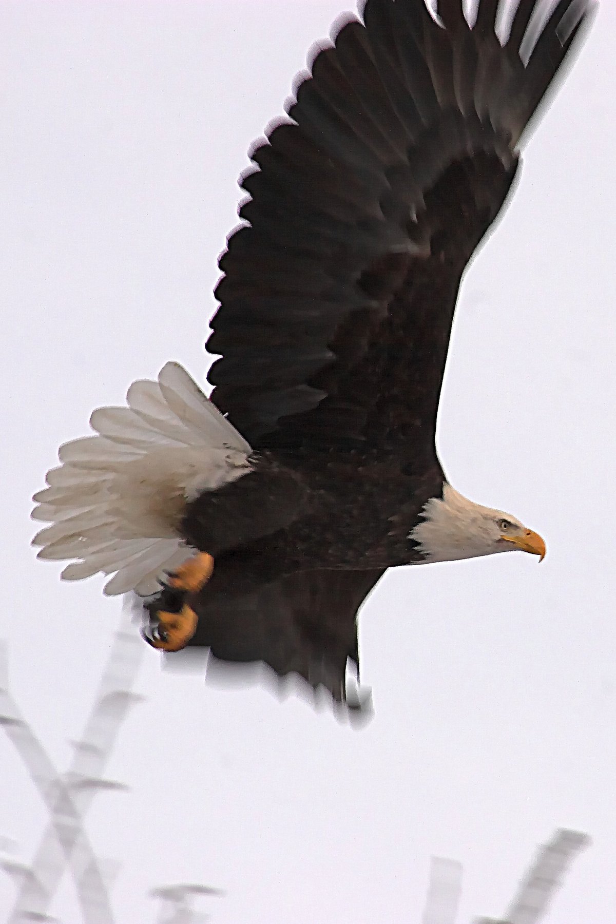 Close crop of a bald eagle in flight, wings dynamic