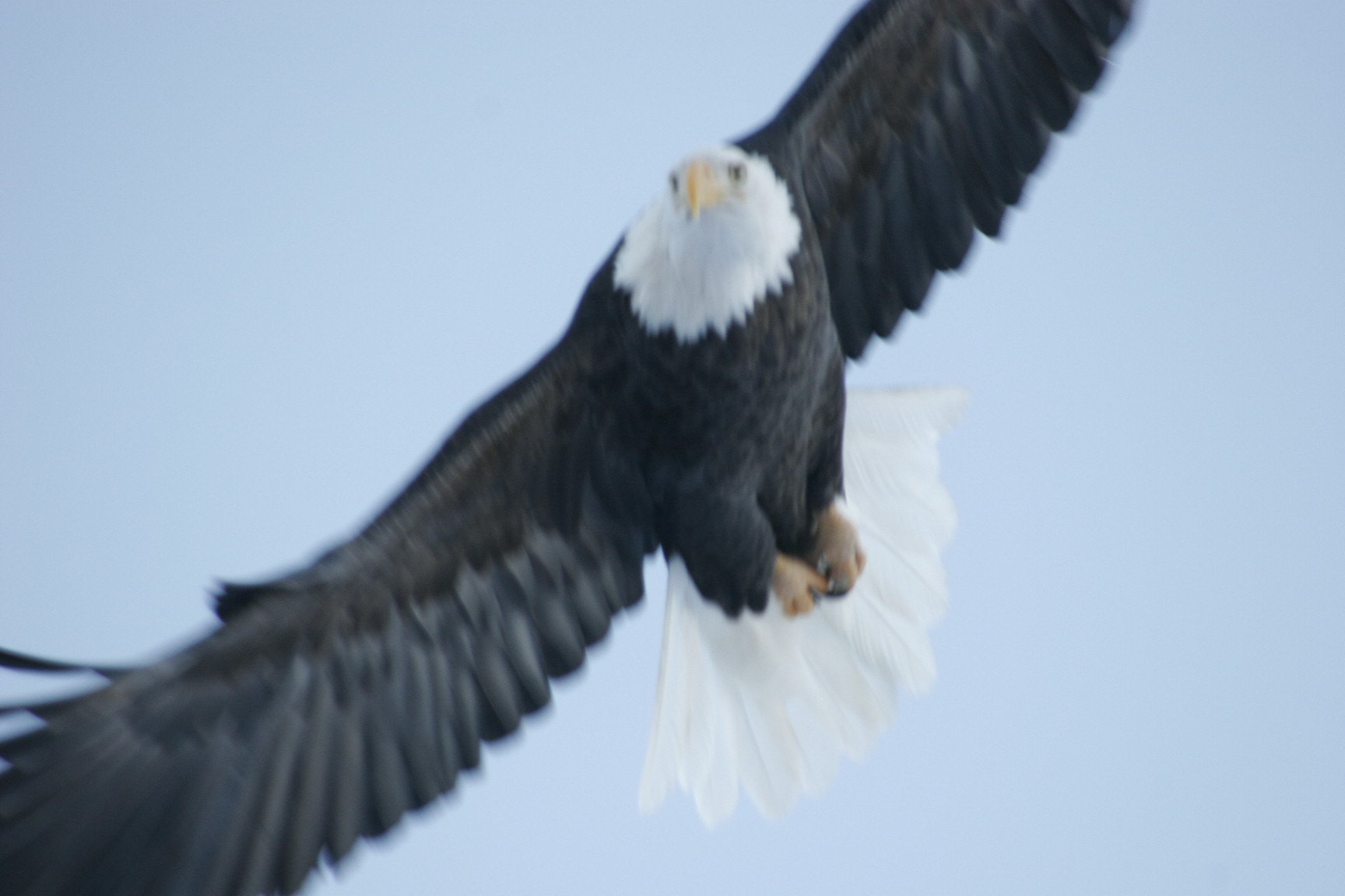 Bald eagle in flight with symmetric wing position