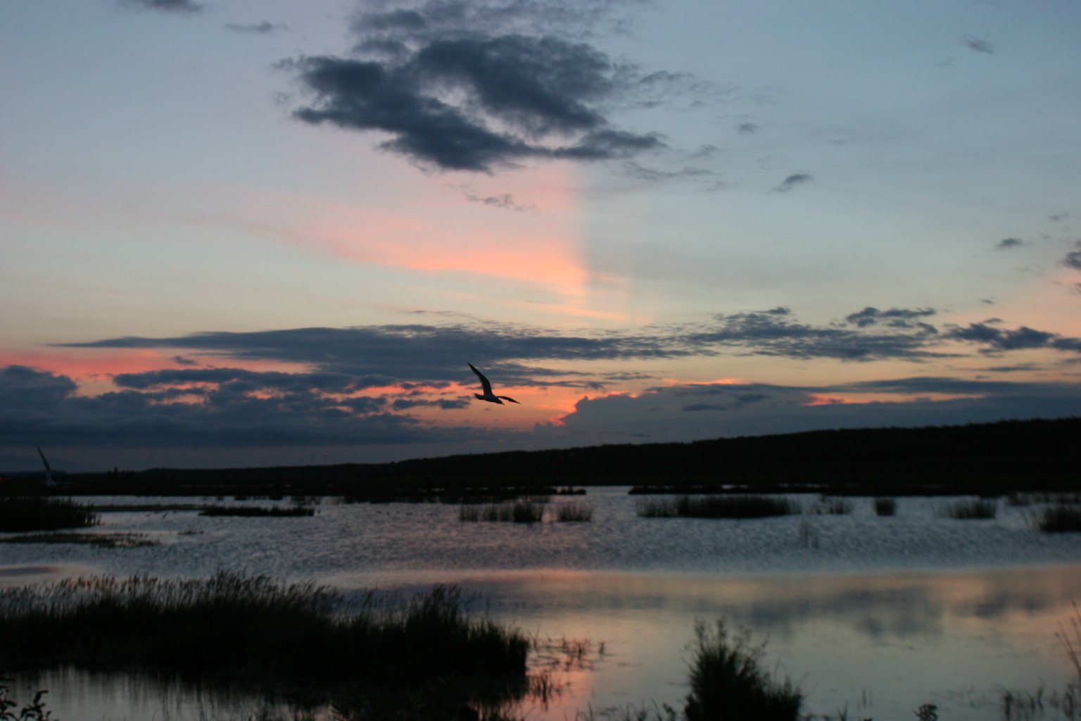 Sunset landscape with birds flying over water