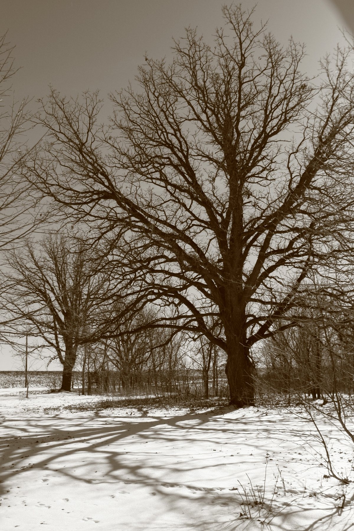 Sepia toned photo of a lone winter tree in snow