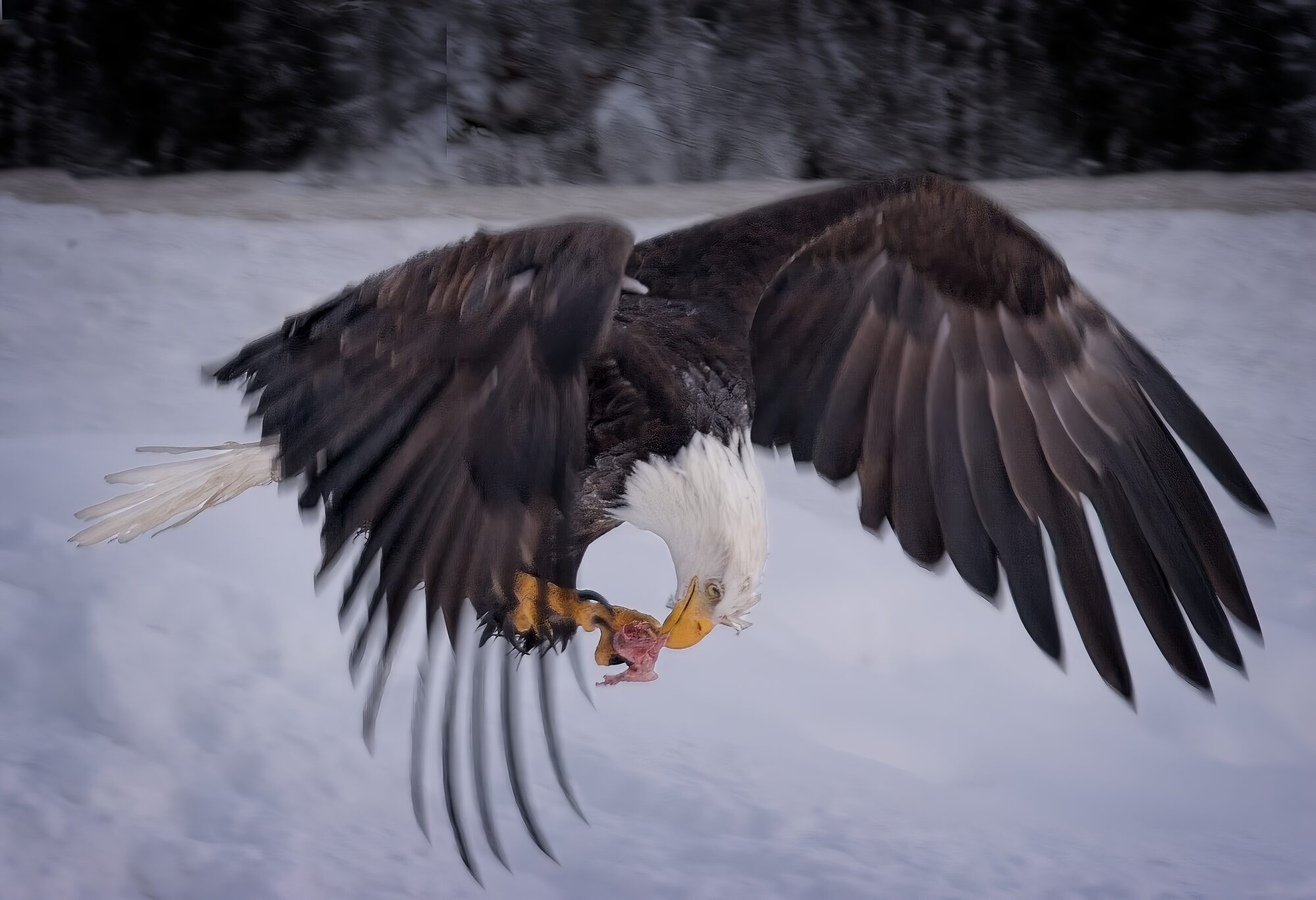 A bald eagle flying low over snow, passing food from its talons to its beak