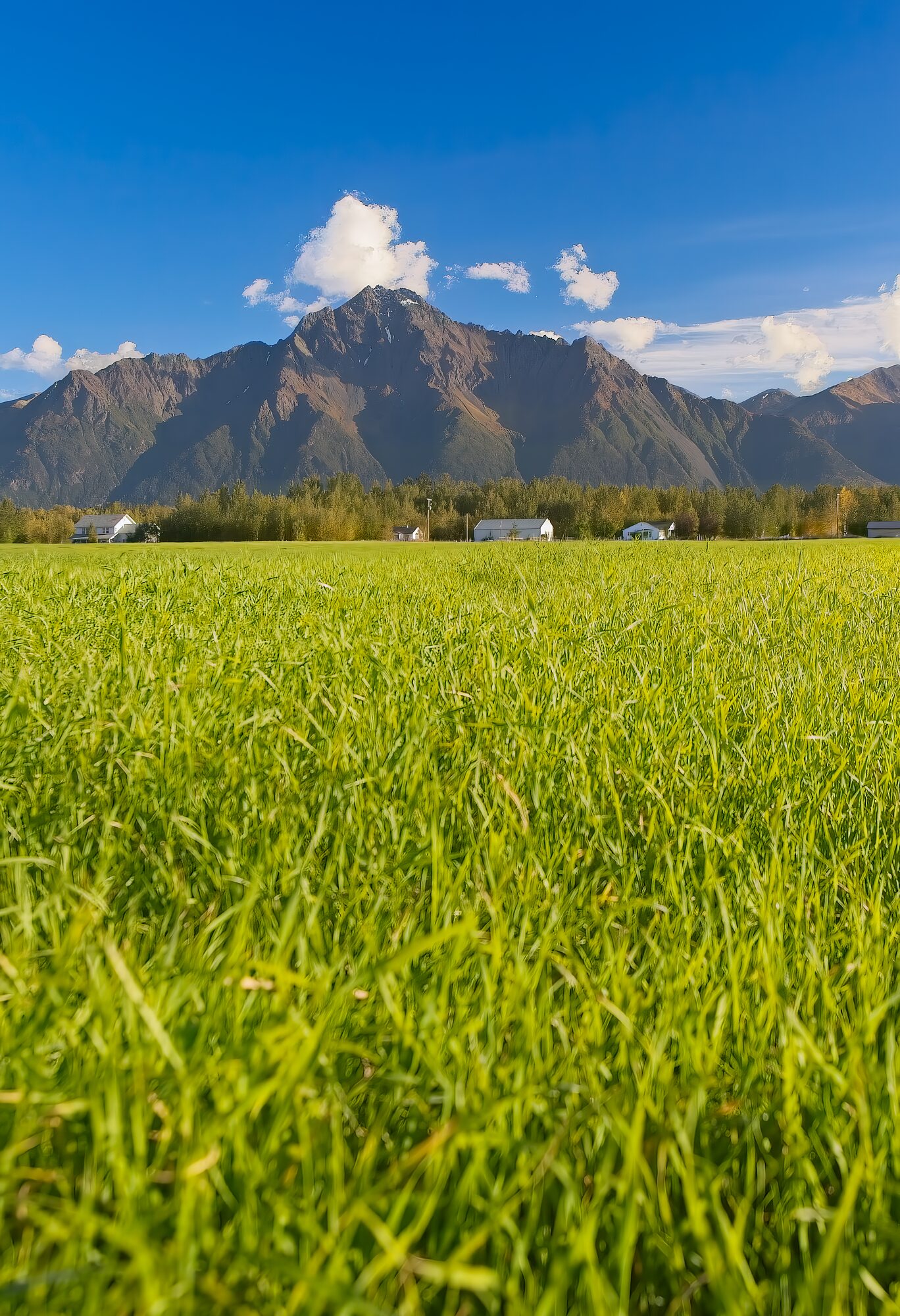 Looking up from deep midsummer grass toward Pioneer Peak under a blue sky