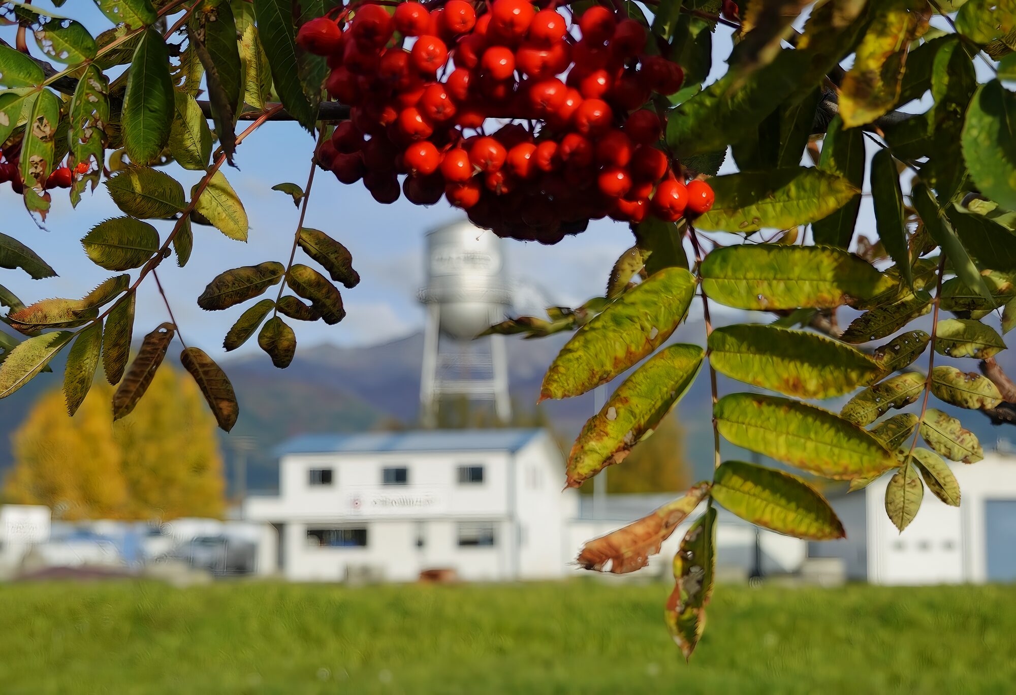 Red mountain-ash berries hanging over Palmer colony buildings with the water tower behind
