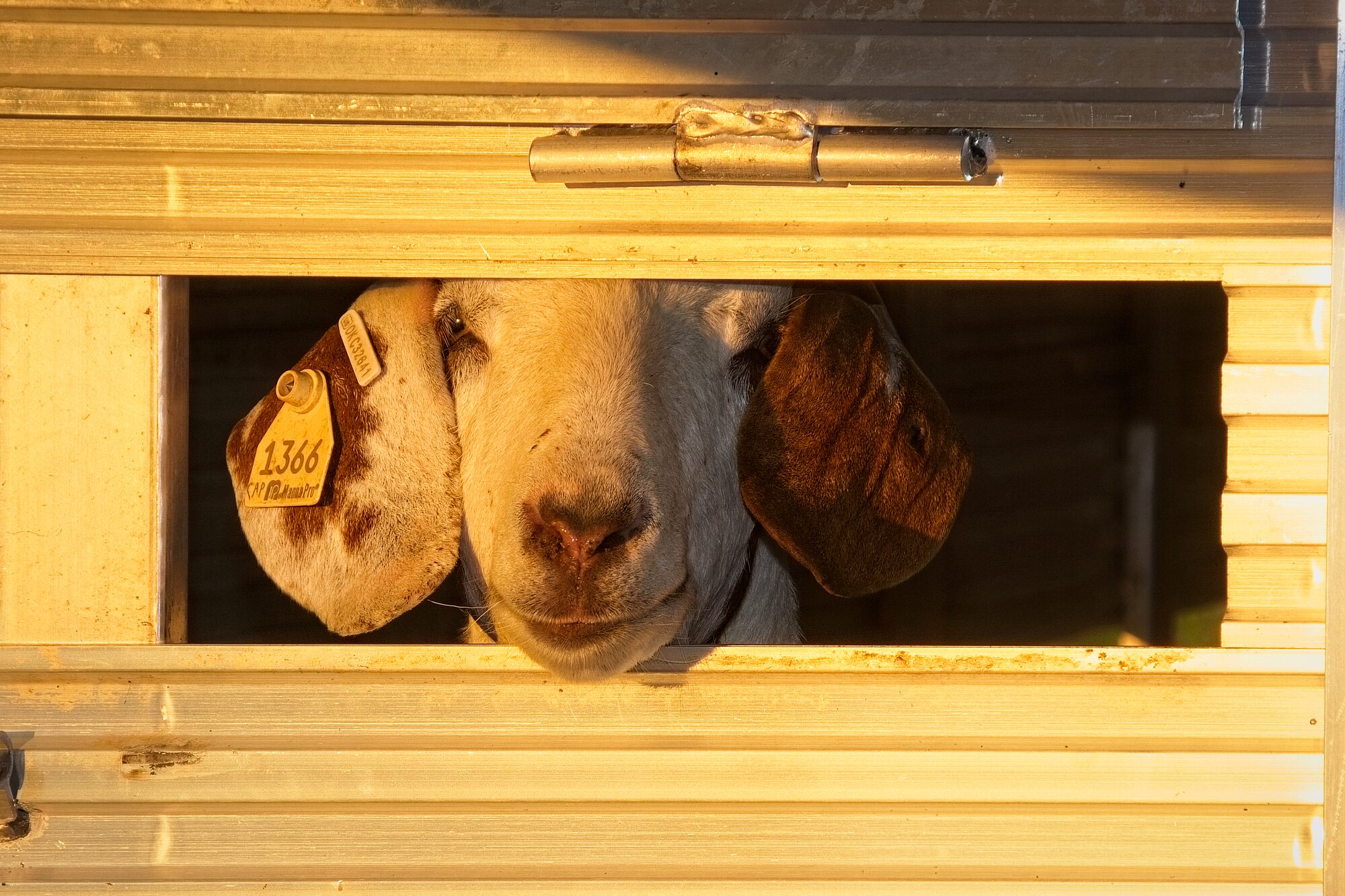 Two sheep looking out from the slot of a stock trailer