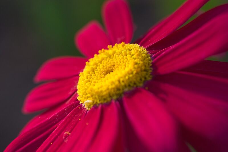 Close-up of a magenta painted daisy with a yellow center