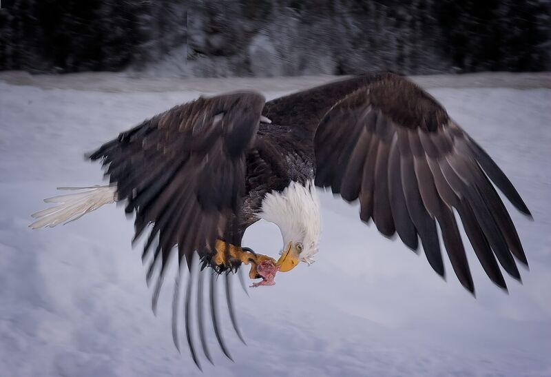 A bald eagle flying low over snow, passing food from its talons to its beak