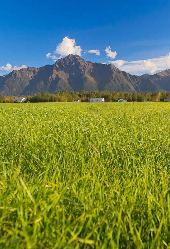 Looking up from deep midsummer grass toward Pioneer Peak under a blue sky