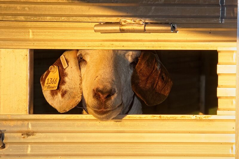 Two sheep looking out from the slot of a stock trailer