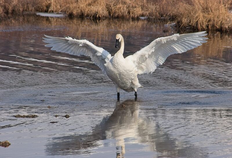 A trumpeter swan rising to full wingspan in shallow lake water